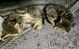 Domestic Shorthair cats for sale: Three female Domestic Shorthair - Image 5