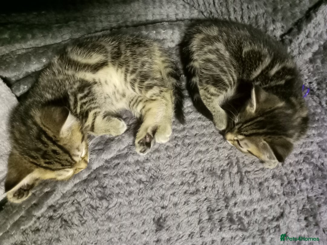 Domestic Shorthair cats for sale: Three female Domestic Shorthair - Image 5