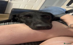 Labrador Retriever dogs for sale: Female black lab  - Image 2