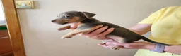 Jack Russell dogs for sale: Blue and sandy Jack Russell puppies - Advert 13