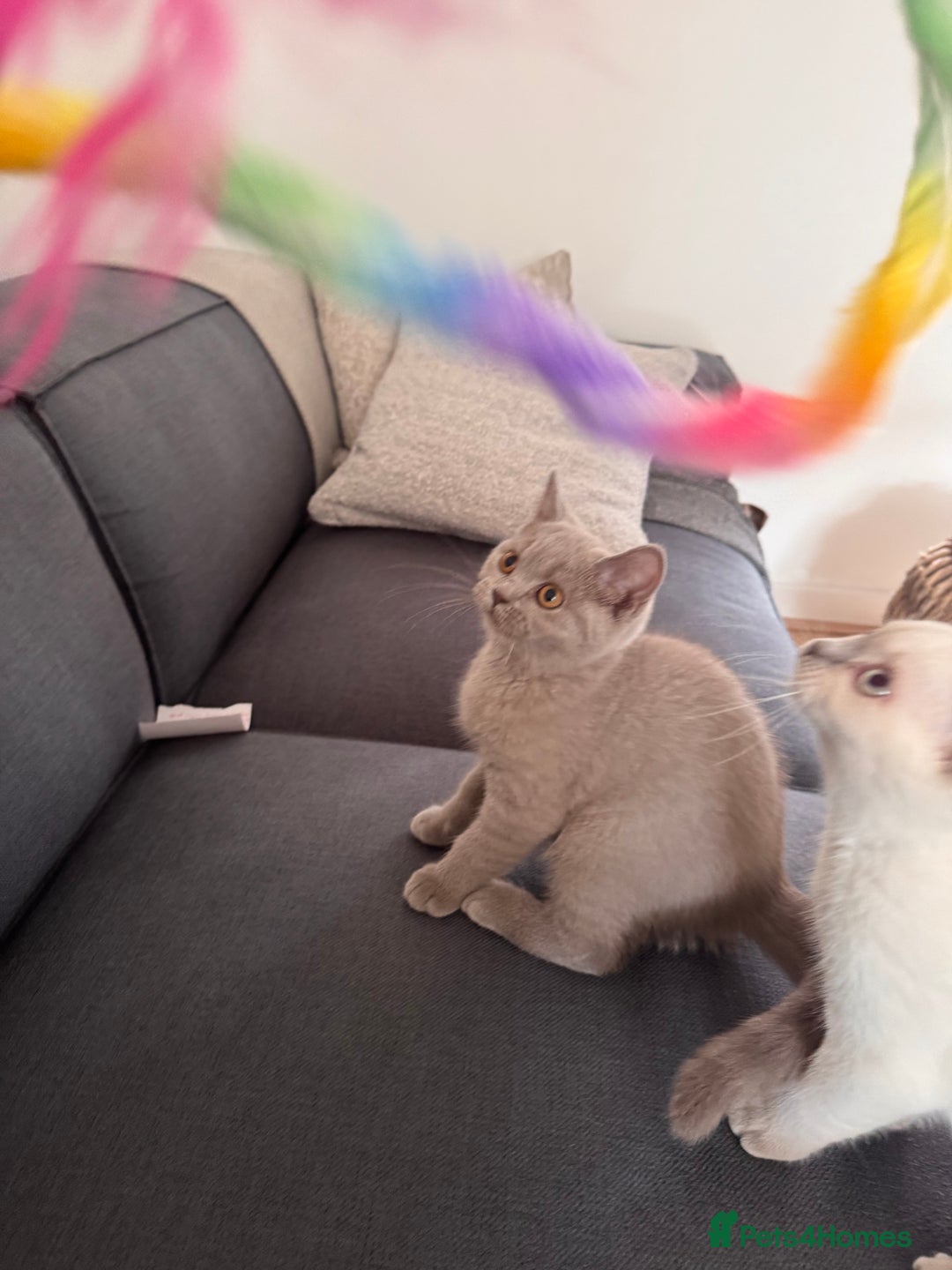 British Shorthair cats for sale: Adorable British shorthair kittens  - Image 6