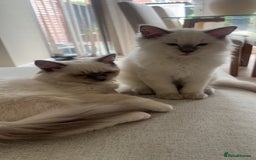 Ragdoll cats for sale: ✨Adorable Male ragdoll kitten.blue eyes grey tips - Image 5
