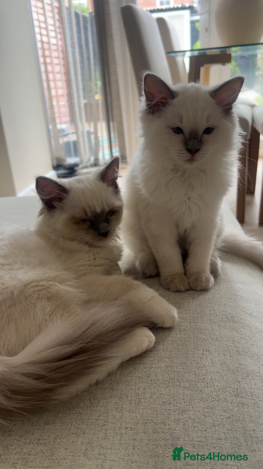 Ragdoll cats for sale: ✨Adorable Male ragdoll kitten.blue eyes grey tips - Image 5