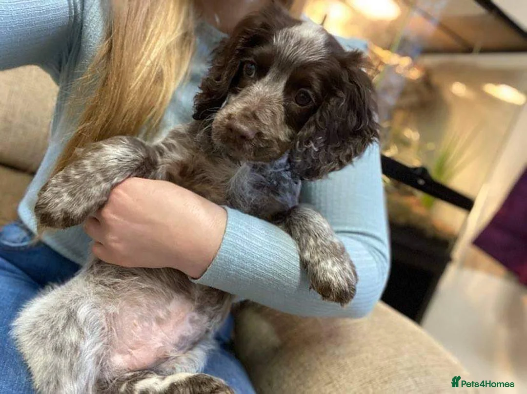 Cocker Spaniel dogs for stud: Working Cocker Gonio✅BVA eye tested✅ Hips/Elbows✅ in Pickering - Advert 7