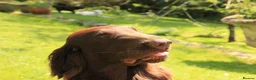 Flat coated Retriever dogs for sale: Gorgeous liver and black Flatcoat Retrievers - Advert 34