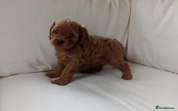 Cavapoo dogs for sale: Gorgeous Red F1 Cavapoo Puppies With H/T Parents - Image 15