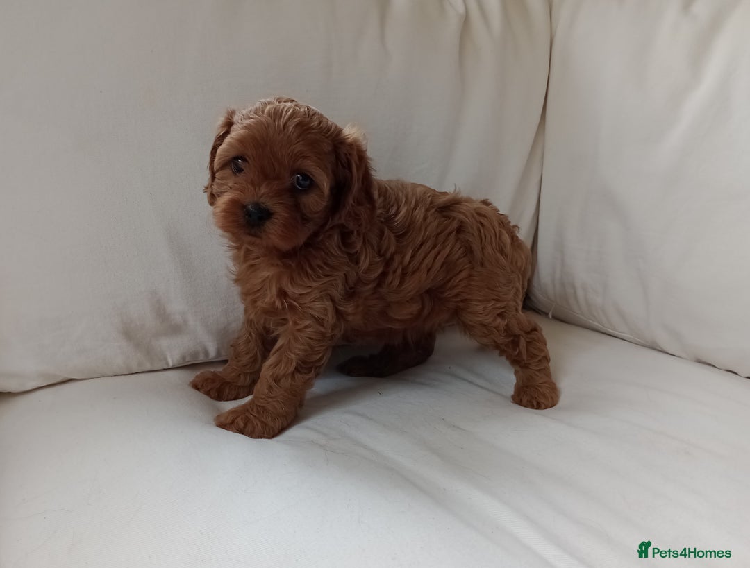 Cavapoo dogs for sale: Gorgeous Red F1 Cavapoo Puppies With H/T Parents - Image 15