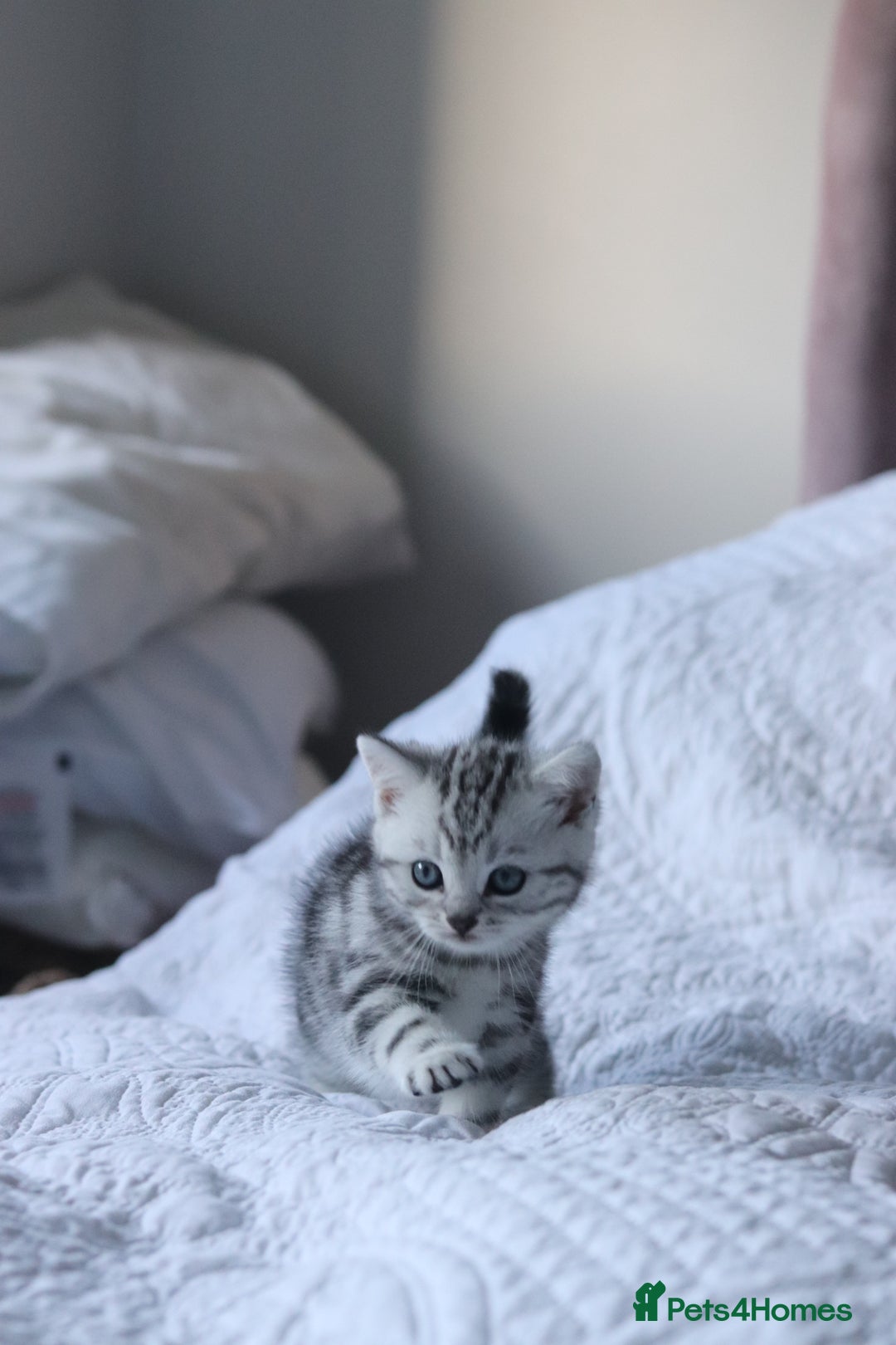 British Shorthair cats for sale: GCCF British Shorthair Silver Kittens - Advert 12