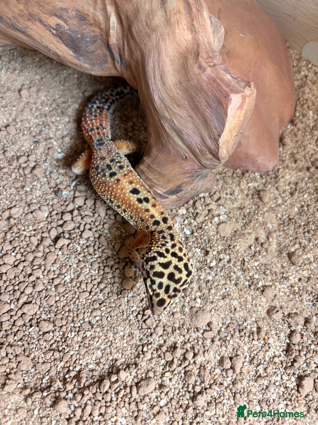 Gecko reptiles for sale: Leopard gecko  - Advert 2
