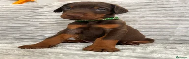 Brown Dark Green Collar Male
