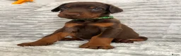 Dobermann dogs for sale: EuropeanDobermanPuppies - Advert 14