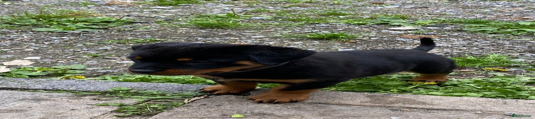 Rottweiler Puppy 4