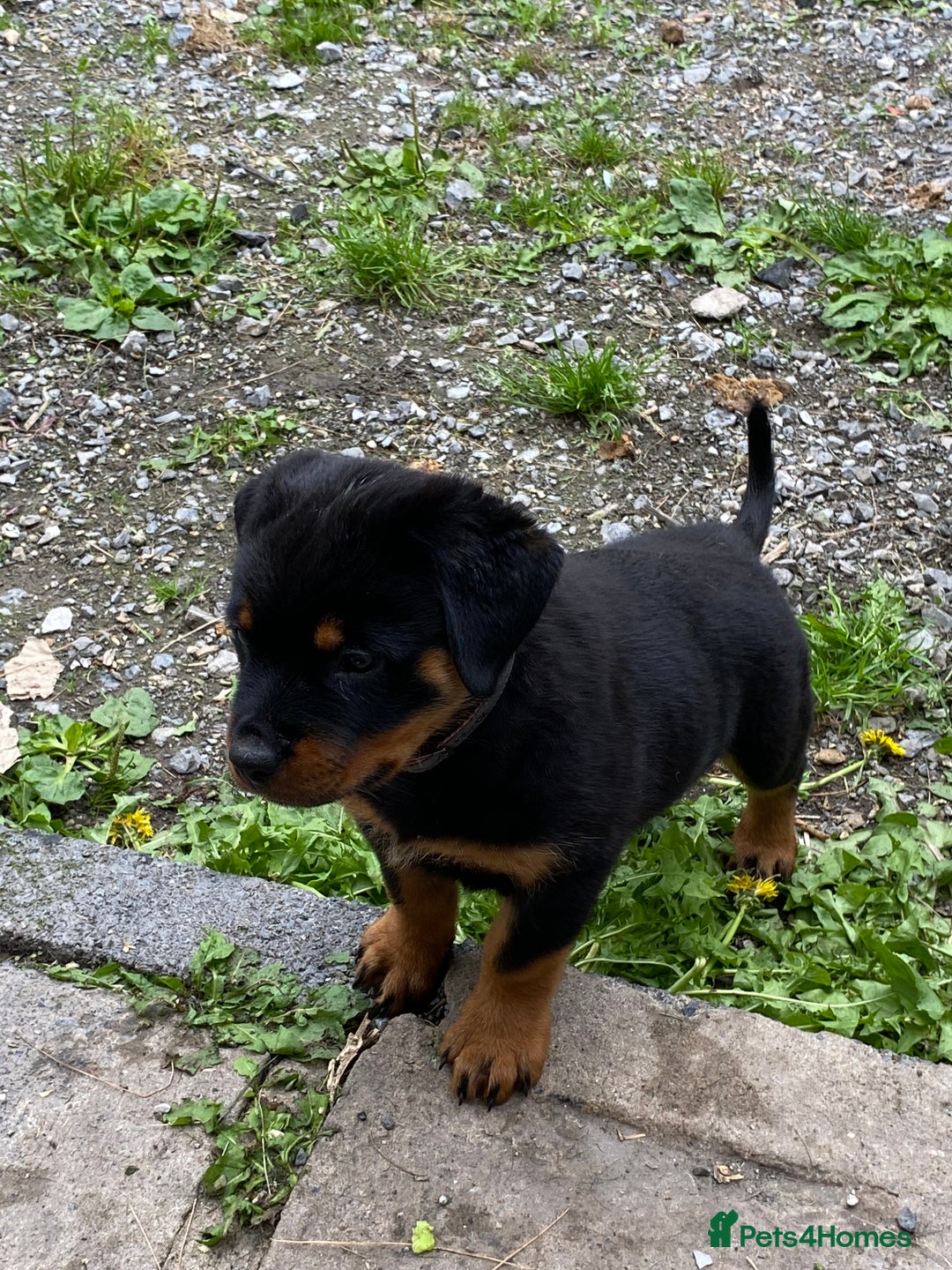 Rottweiler dogs for sale: KC Champion blood lines Rottweiler puppies  - Image 12