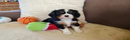Cavalier King Charles Spaniel dogs for sale: Kc Beautiful puppies for sale. - Advert 36
