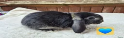 Mini Lop rabbits for sale: ❤️ Ready to reserve  💙  - Advert 4