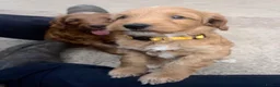 Cockapoo dogs for sale: Healthy, Confident, Golden Cockapoos - Advert 6