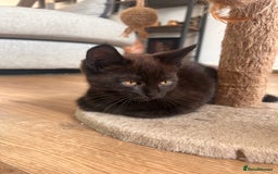 Maine Coon cats for sale:  Maine coon x BSH stunning kittens 😻 - Image 12