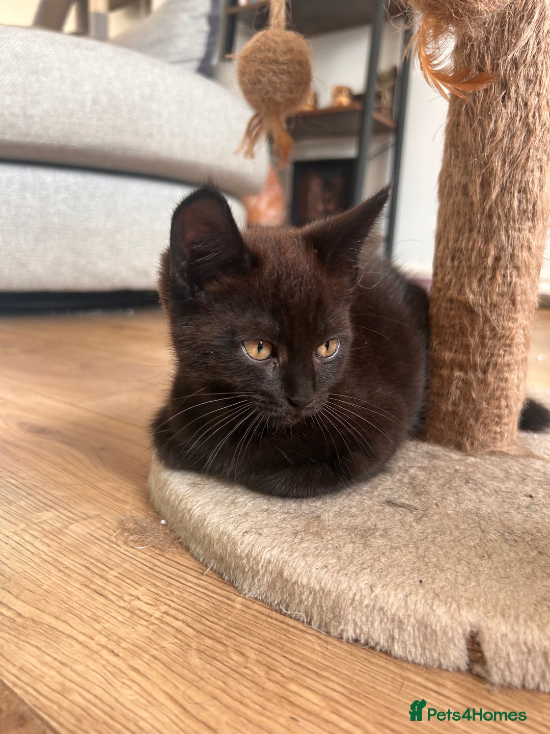 Maine Coon cats for sale:  Maine coon x BSH stunning kittens 😻 - Image 12