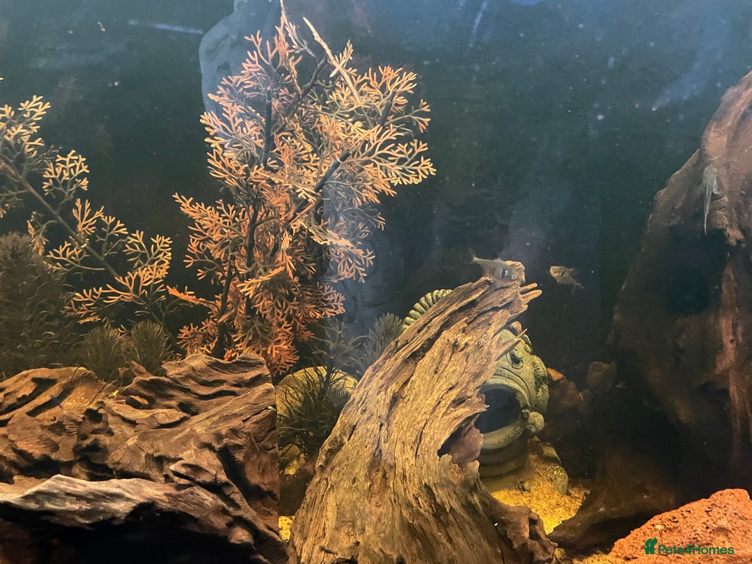 Loaches fish for sale: 4ft aquarium fish tank - Advert 3
