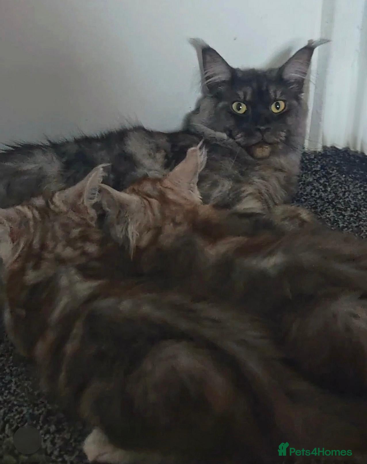 Maine Coon cats MaineCoon World Champion Bloodlines/London  - Advert 2