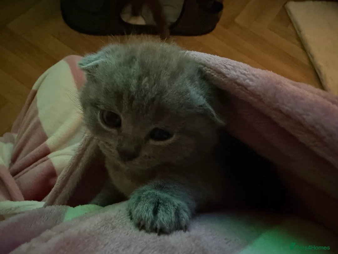 Scottish Fold cats for sale: 3 male Scottish fold kittens - Advert 10