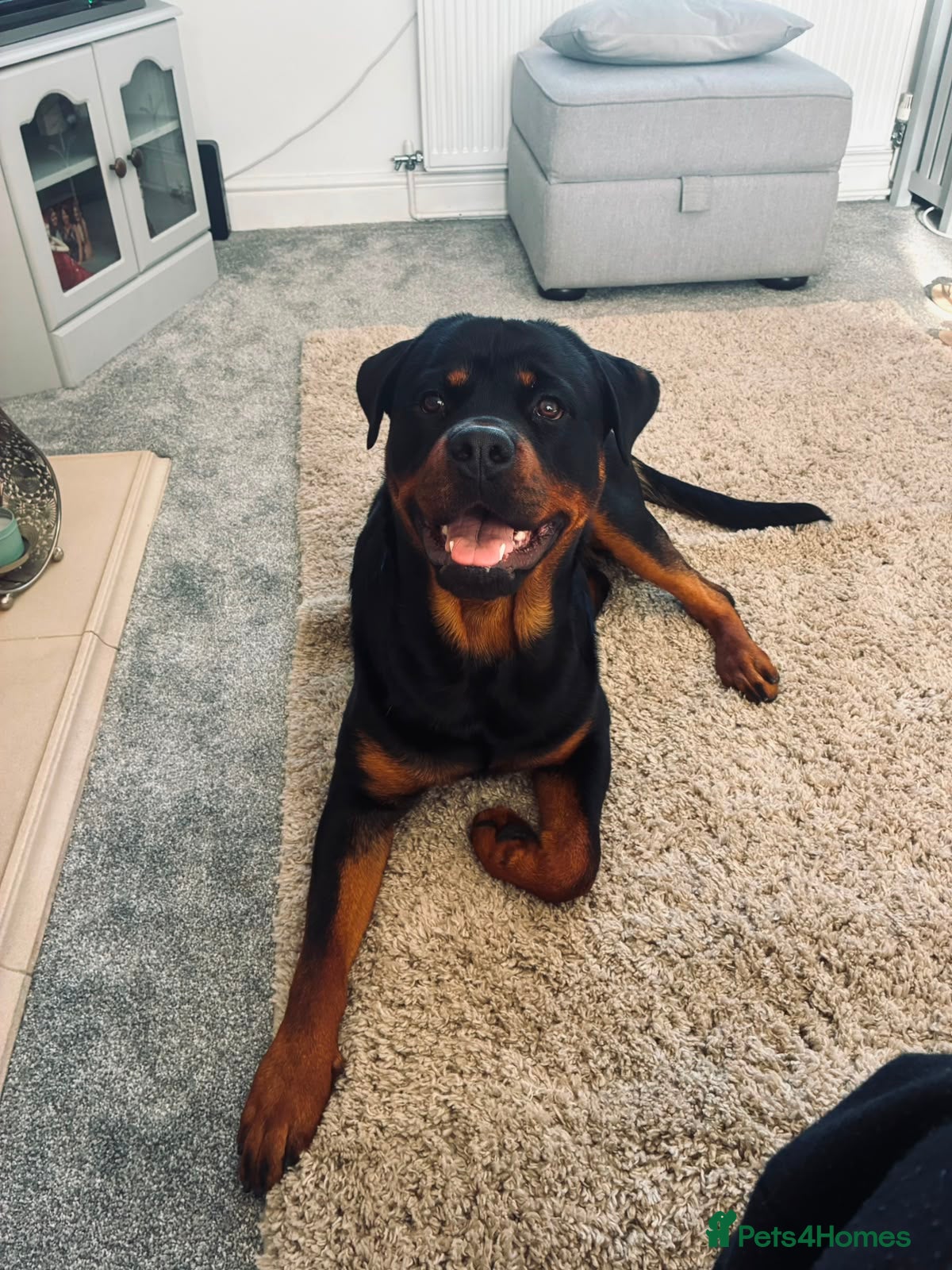 Rottweiler dogs Rottweiler 11 month old male - Advert 1