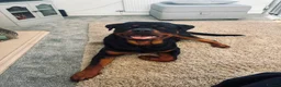 Rottweiler dogs for sale: Rottweiler 11 month old male in Manchester - Advert 1
