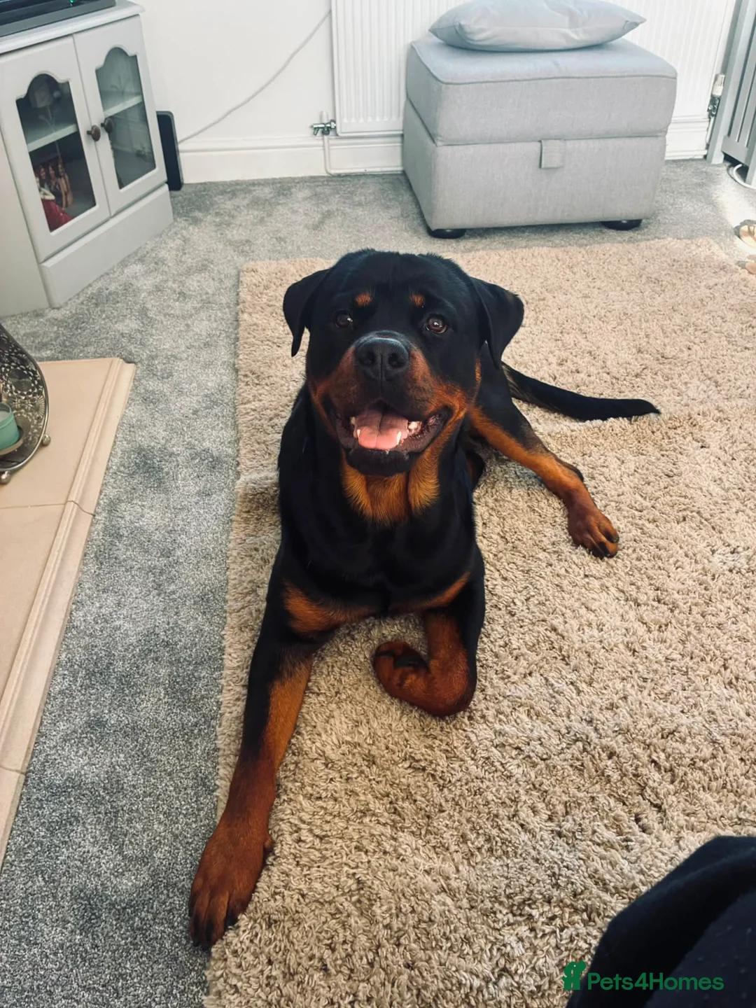 Rottweiler dogs for sale: Rottweiler 11 month old male in Manchester - Advert 1