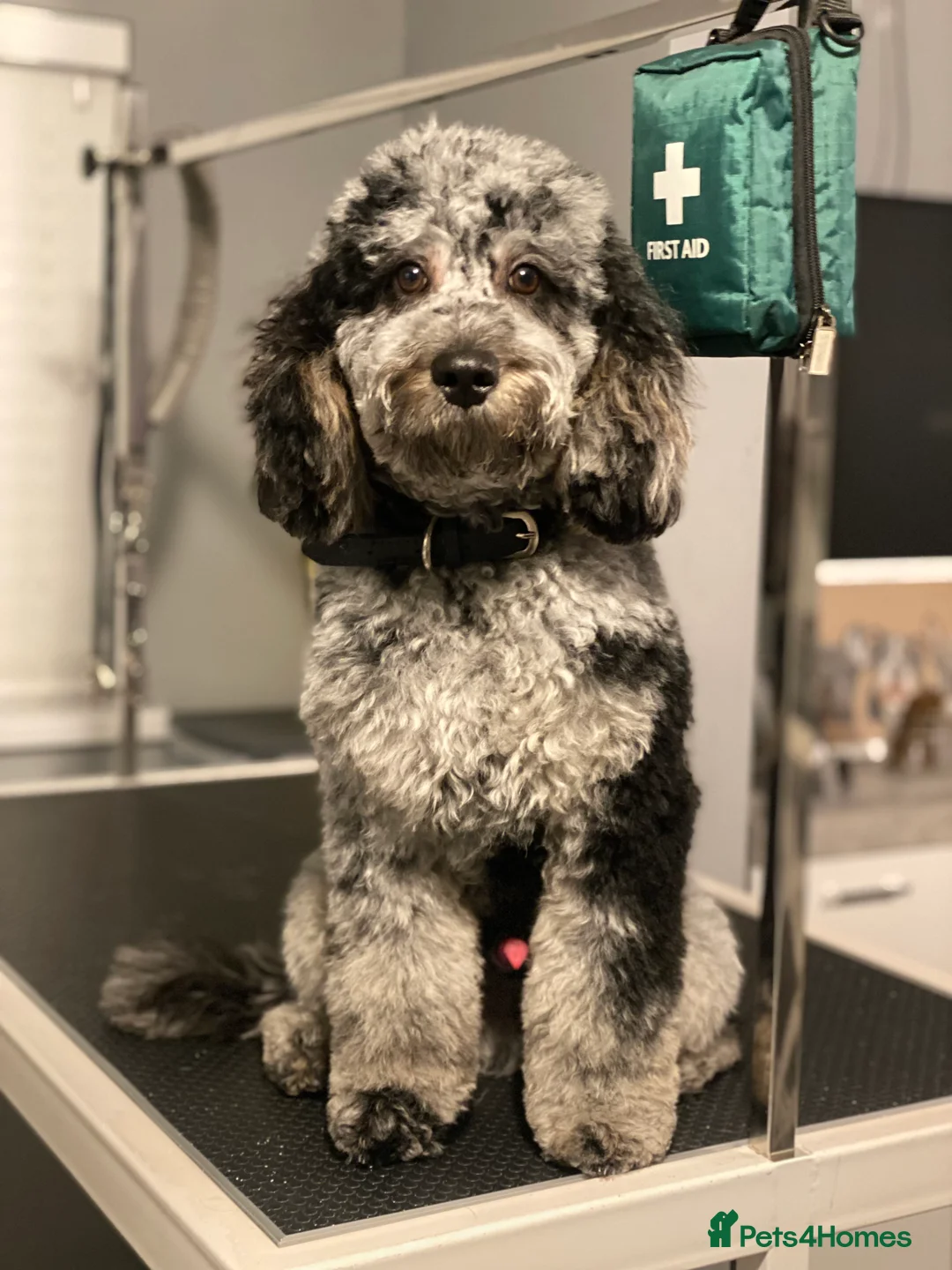 Poodle dogs for stud: Rare Blue Merle Phantom Poodle in Consett - Advert 4