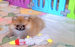 Pomeranian dogs for sale: 🔥XXXS🔥Pomeranian puppies🔥KC reg🔥for sale🔥 - Image 11