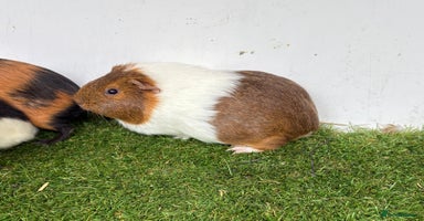 Guinea Pig rodents - Advert 2
