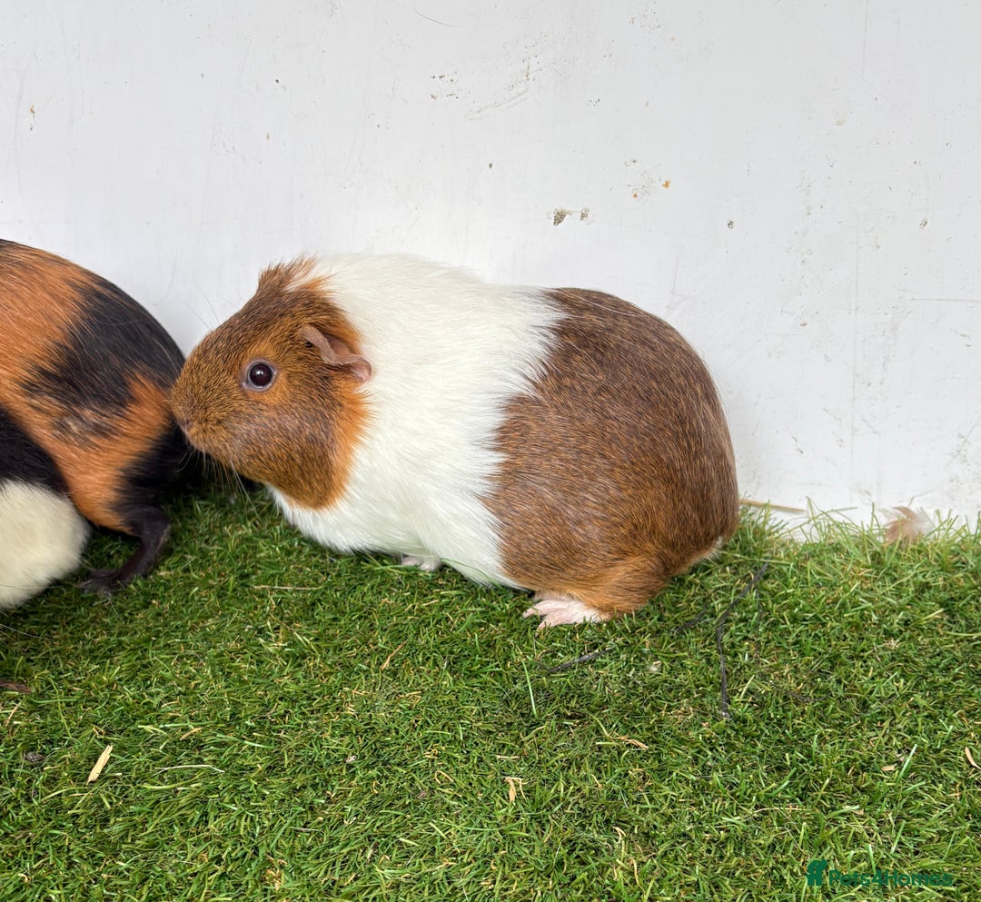 Guinea Pig rodents for sale: Female baby guinea pigs  - Image 3