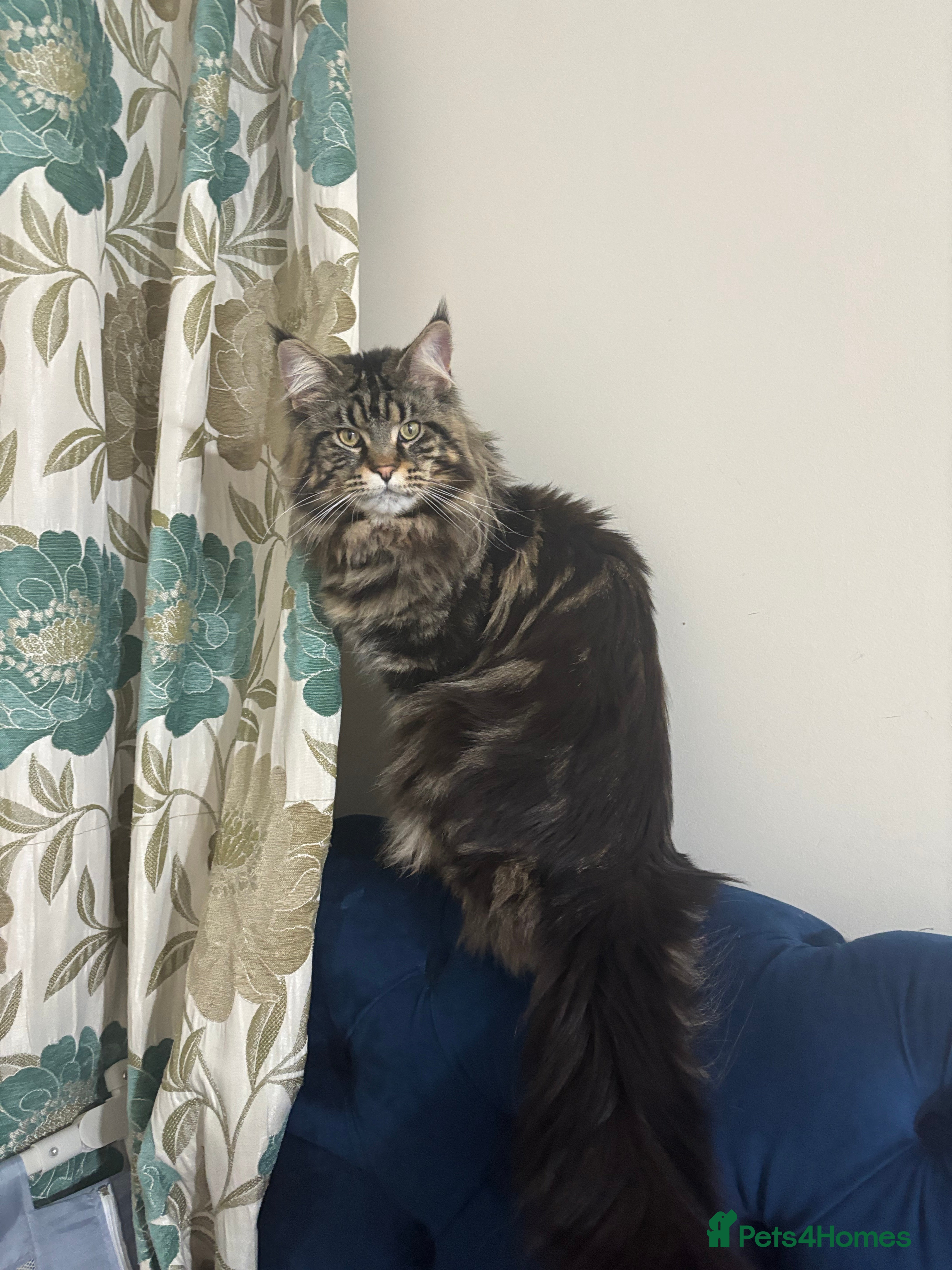 Maine Coon cats  Mainecoon For Stud - Advert 14