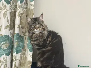 Maine Coon cats Mainecoon For Stud - Advert 14