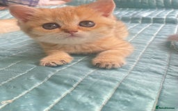 British Shorthair cats for sale: Gorgeous pure breed colour point and golden kitten - Image 15