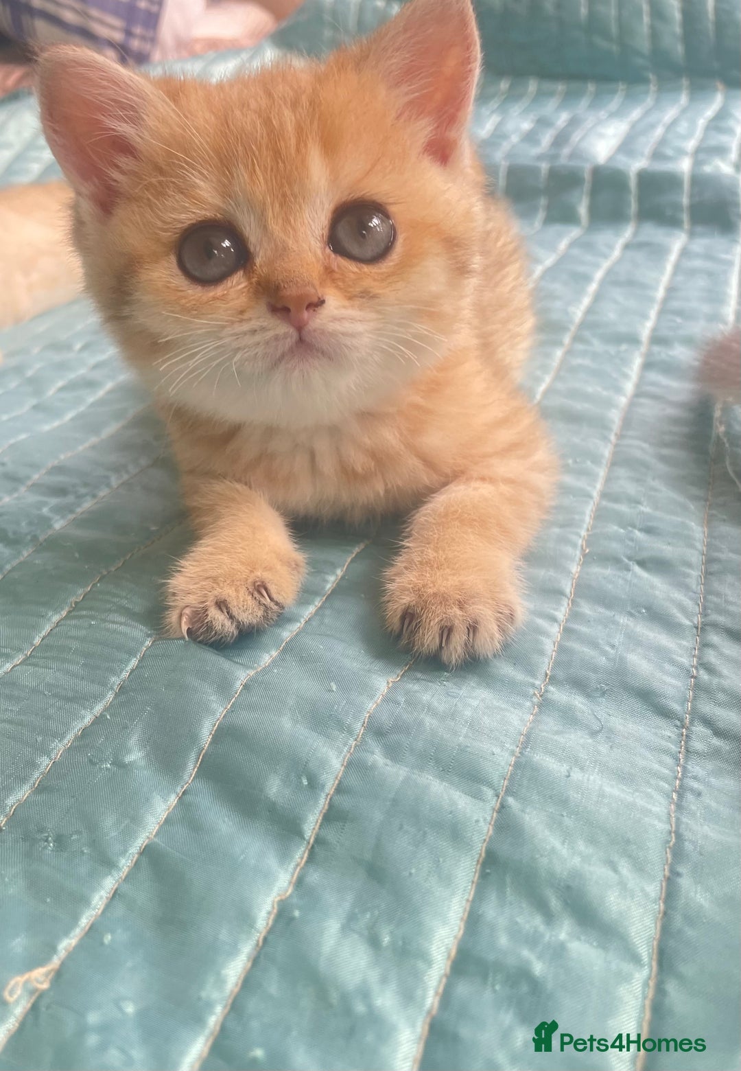 British Shorthair cats for sale: Gorgeous pure breed colour point and golden kitten - Image 15