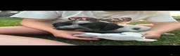 Cocker Spaniel dogs for sale: 5 gorgeous cocker spaniel puppies left - Advert 11