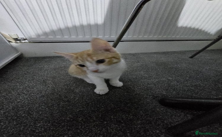 British Shorthair cats - Advert 1