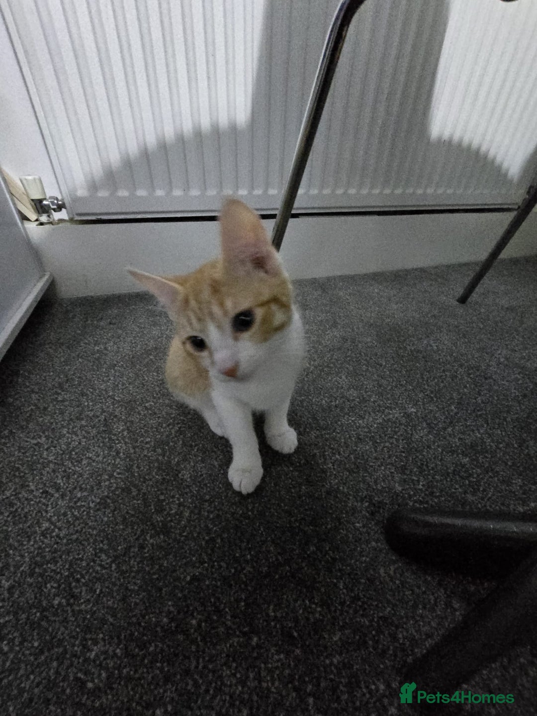 British Shorthair cats for sale: One female kitten available  - Image 1