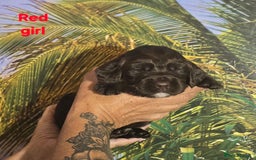 Sprocker dogs for sale: Beautiful Sproker pups for sale   - Image 15