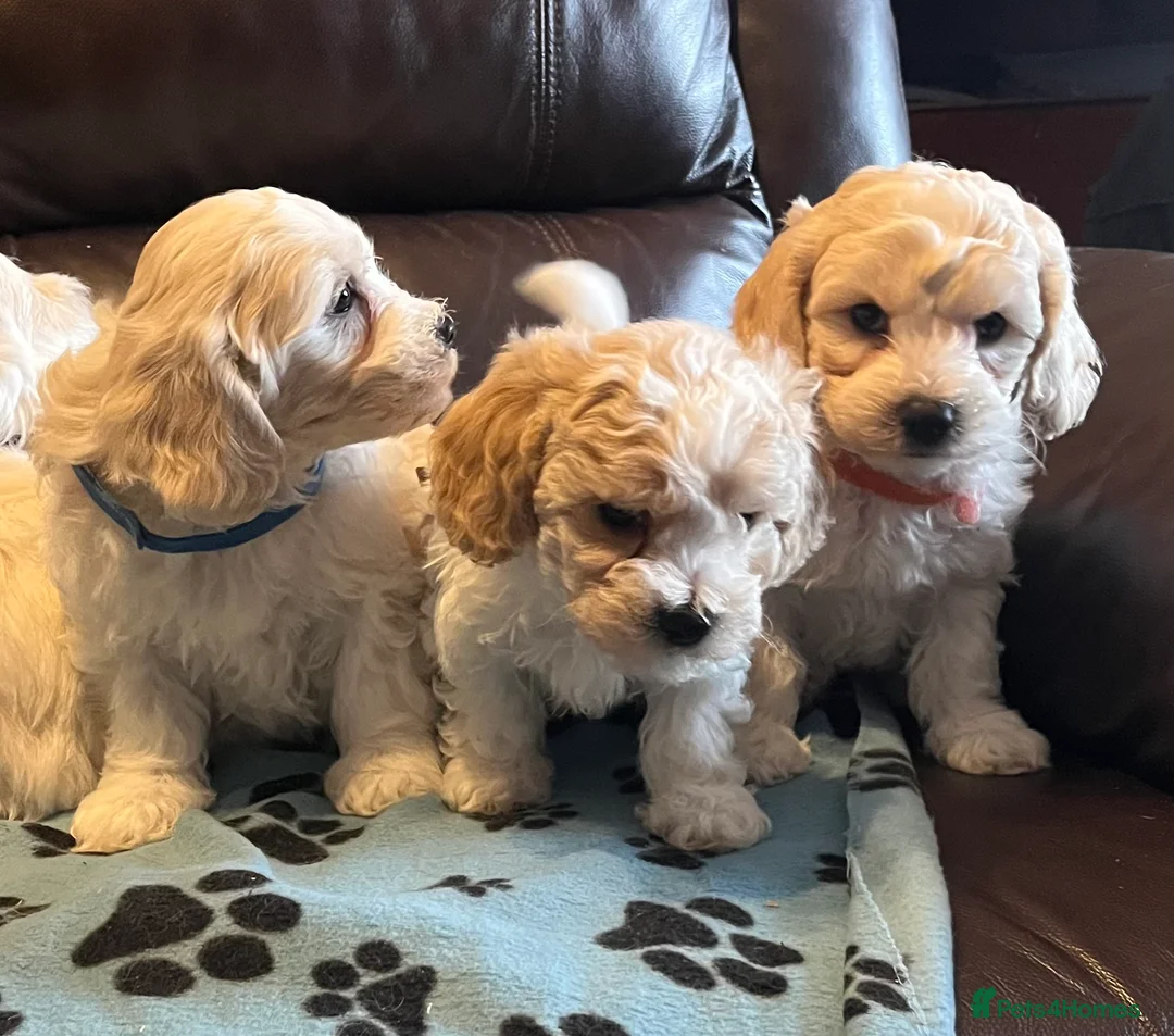 Cavachon dogs for sale: Cute Cavachon x bichon Frise puppies  - Advert 7