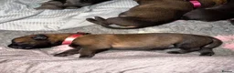 Belgian Shepherd Dog dogs for sale: Health tested dark stable but able Malinois  - Advert 21