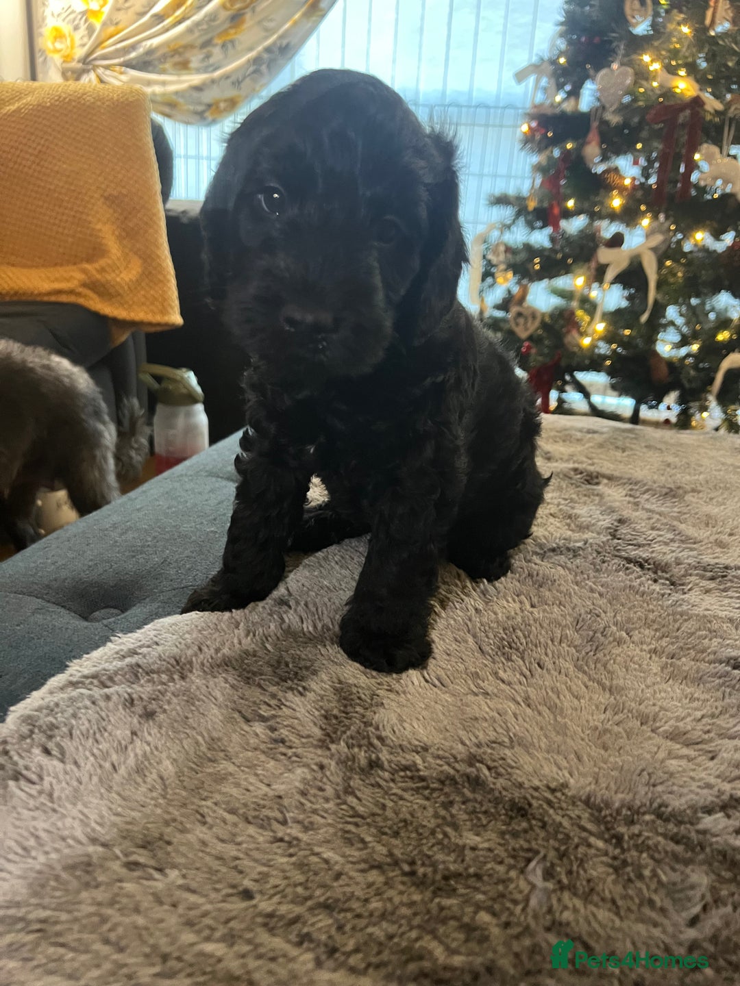 Cockapoo dogs for sale: Cockapoo puppies  - Advert 16