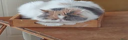 Exotic cats for sale: Beautiful Loving Exotic Female Pedegree - Advert 3