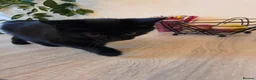 Mixed Breed cats for sale: Beautiful kittens ready for forever home - Advert 7