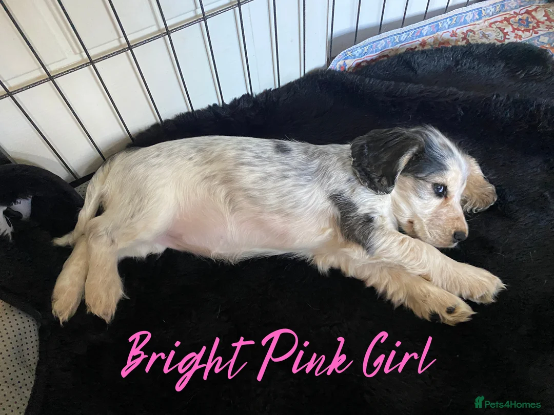 Cocker Spaniel dogs for sale: Stunning Litter of Show Cocker Spaniels  - Advert 29