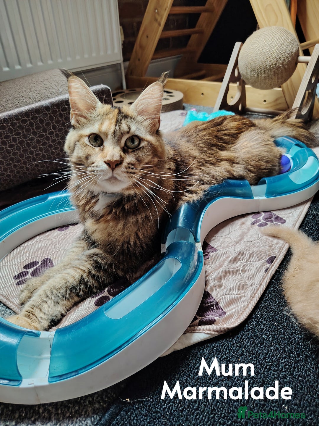 Maine Coon cats for sale: Home raised stunning Mainecoon boys. - Image 38