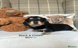 Miniature Dachshund dogs for sale: CREAM MINIATURE DACHSHUNDS💛 - Image 12