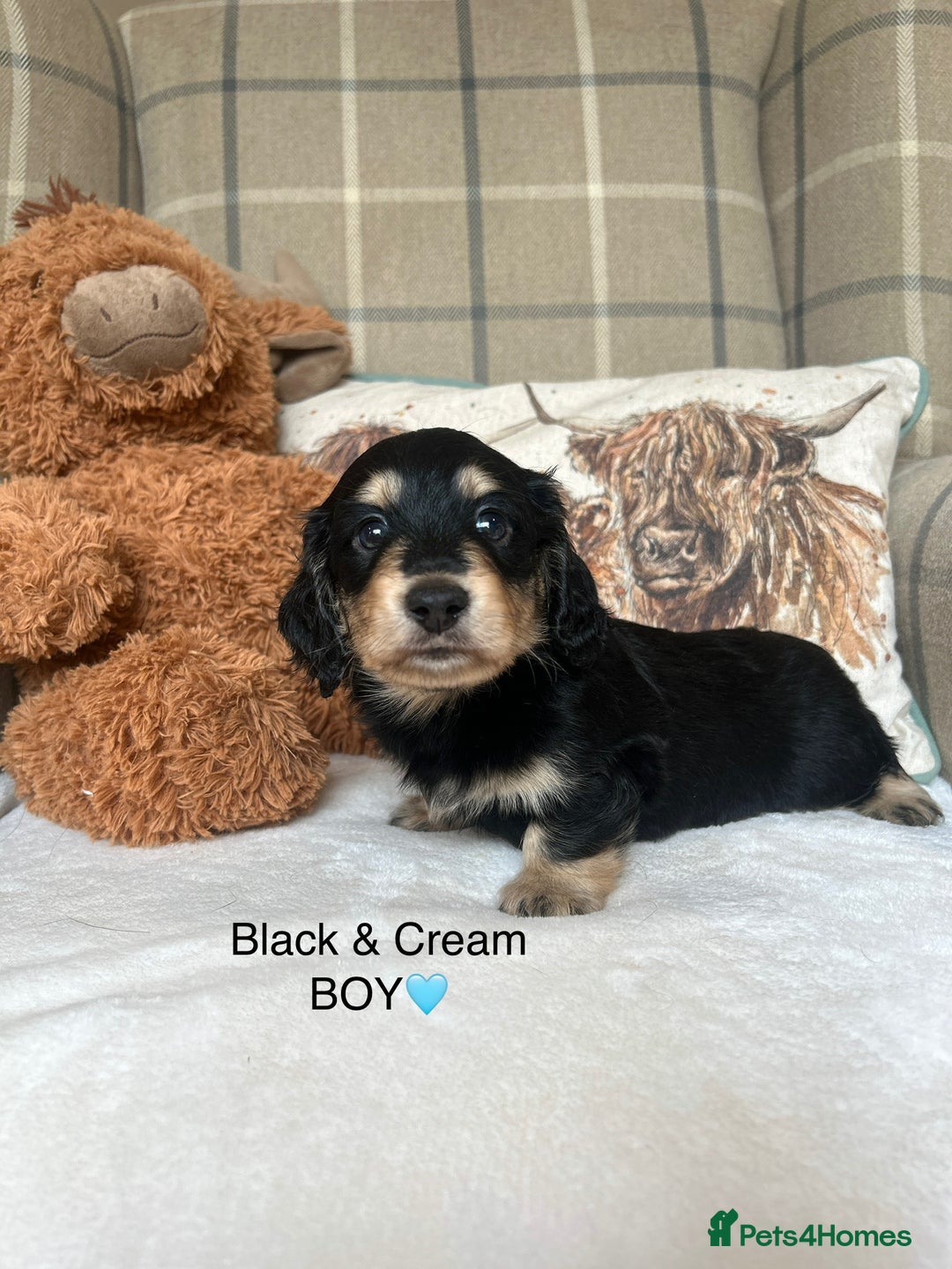 Miniature Dachshund dogs for sale: CREAM MINIATURE DACHSHUNDS💛 - Image 12