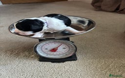 Cavapoo dogs for sale: 2 cavapoos left from a stunning litter - Image 14